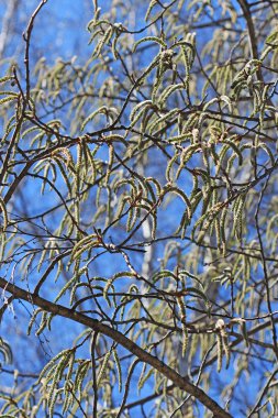 Ortak aspen ya da titrek kavak (Populus tremula)