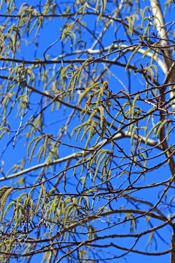 Ortak aspen ya da titrek kavak (Populus tremula)