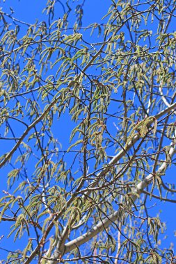 Ortak aspen ya da titrek kavak (Populus tremula)