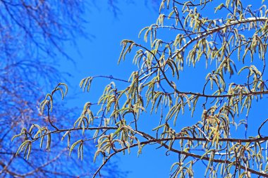 Ortak aspen ya da titrek kavak (Populus tremula)