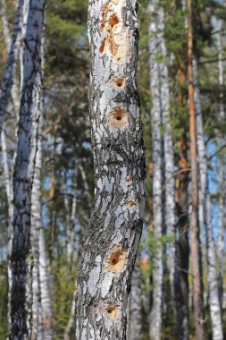 Birch ağaçkakan kuşu bagajında delikler