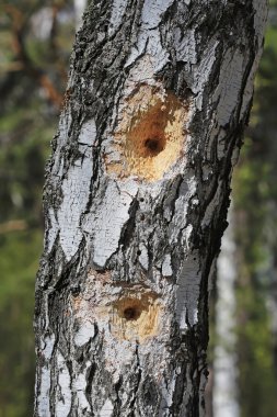 Birch ağaçkakan kuşu bagajında delikler