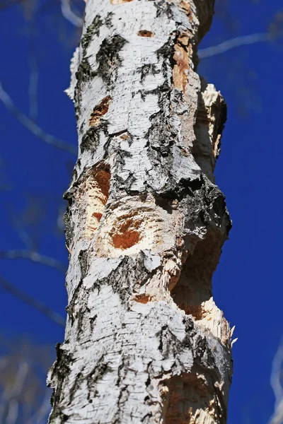 Buracos no tronco do pássaro pica-pau-de-bétula — Fotografia de Stock
