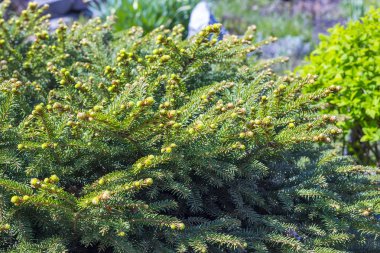 Picea abies 