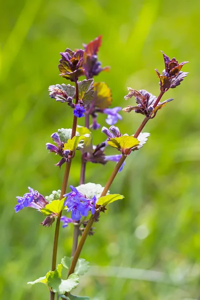 Medicinal plant - Boudreau hederacea (Glechoma hederacea) — Stock Photo, Image
