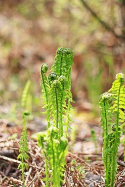 Devekuşu fern veya siyah saran (Matteuccia struthiopteris)