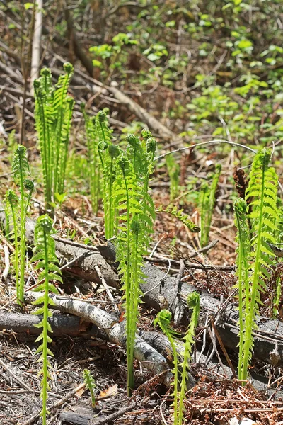 Devekuşu fern veya siyah saran (Matteuccia struthiopteris). Genç s — Stok fotoğraf