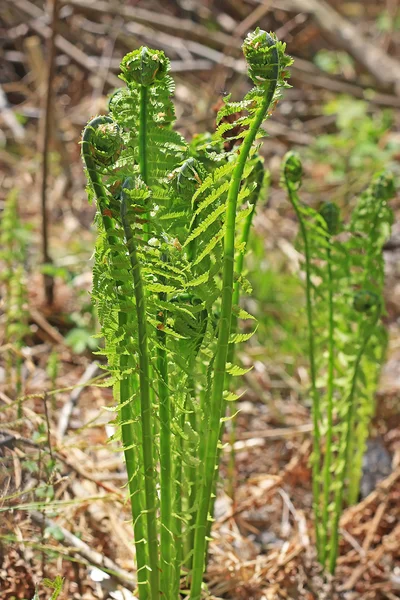 Ostrich fern or black saran (Matteuccia struthiopteris). Young s — Stock Photo, Image