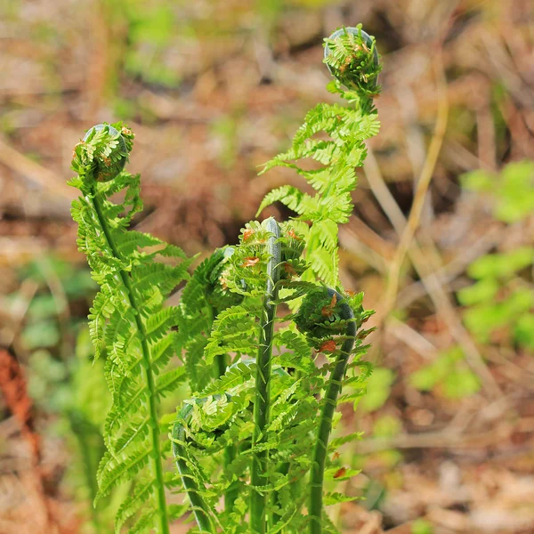 Ostrich fern or black saran (Matteuccia struthiopteris). Young s — Stock Photo, Image