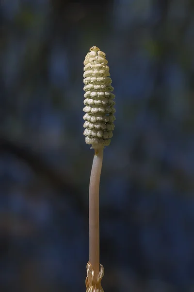 Cola de caballo - Equisetum sylvaticum — Foto de Stock