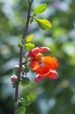 Japonca ayva veya Chaenomeles (Latince adı Chaenomeles). Kırmızı çiçek şube