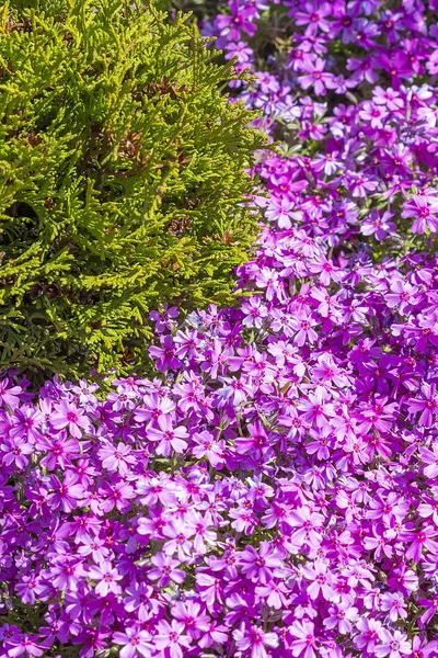 Flowering bushes. Phlox subulate — Stock Photo, Image