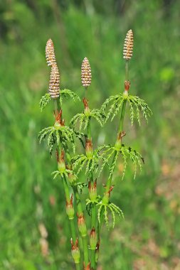 Equisetum sylvaticum. Sporebearing escape closeup clipart