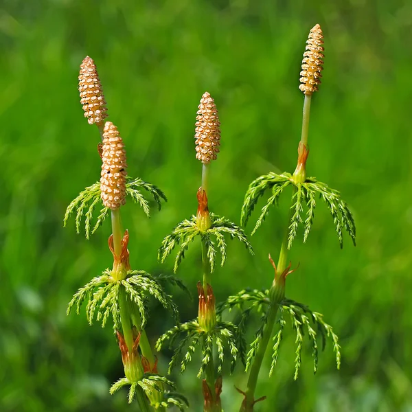 At kuyruğu - Equisetum sylvaticum