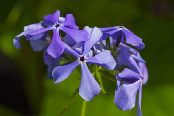 Flores azules de cerca. Jardín de flores decorativo perenne Phlox divaricata — Foto de Stock