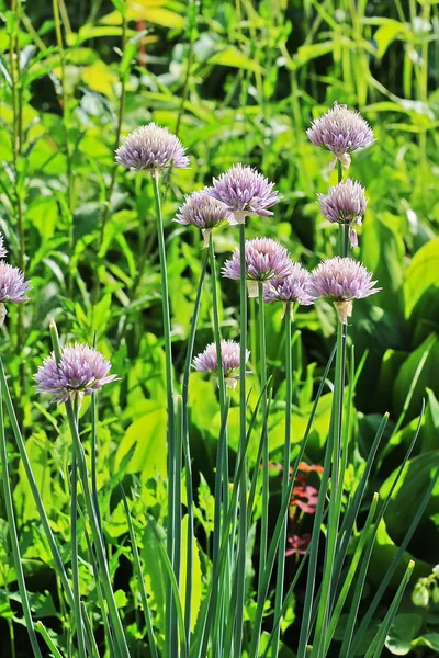 Allium schoenoprasum ist eine mehrjährige essbare Pflanze — Stockfoto