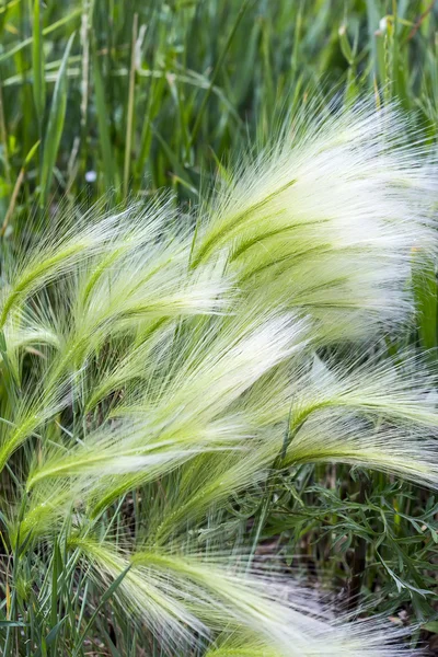 The maned barley (Latin name Hordeum jubatum) — Stock Photo, Image