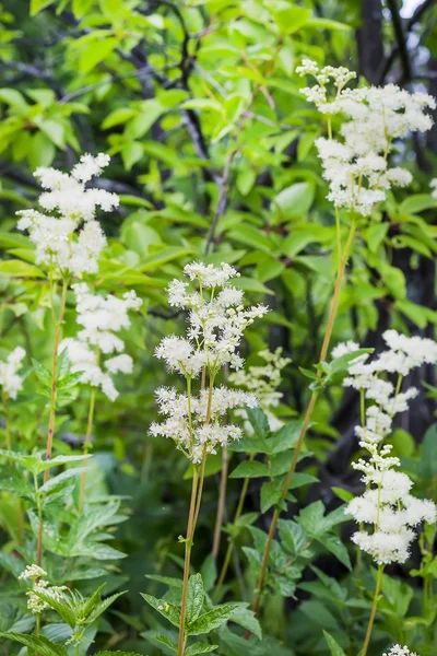 Flowering Meadowsweet (Latin name Filipendula ulmaria) — Stock Photo, Image