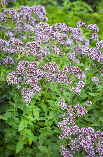 Φαρμακευτικό φυτό ρίγανη (λατινικό όνομα Origanum ) — Φωτογραφία Αρχείου