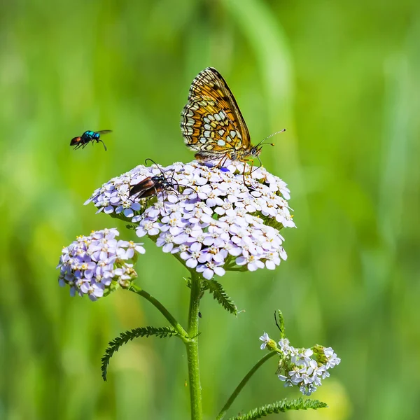 La mariposa a cuadros rojiza (Melitaea aurelia  ) — Foto de Stock