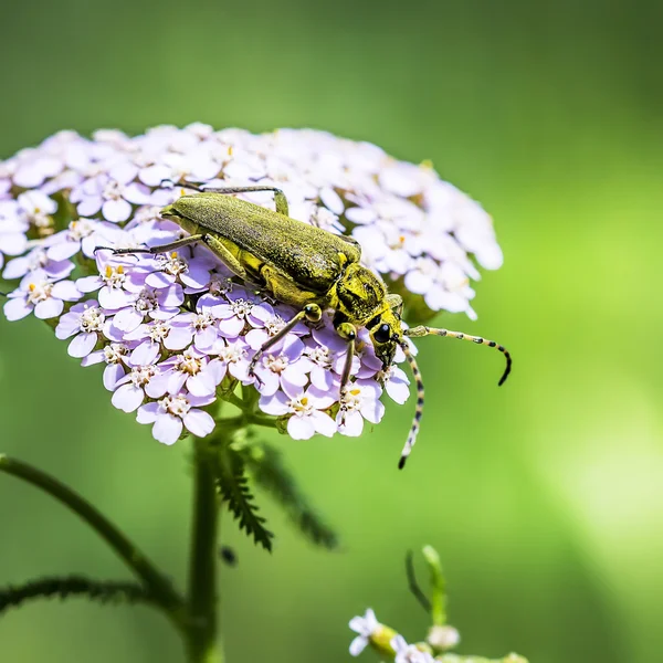 El escarabajo Capricornio verde (lat. Lepturobosca virens ) — Foto de Stock