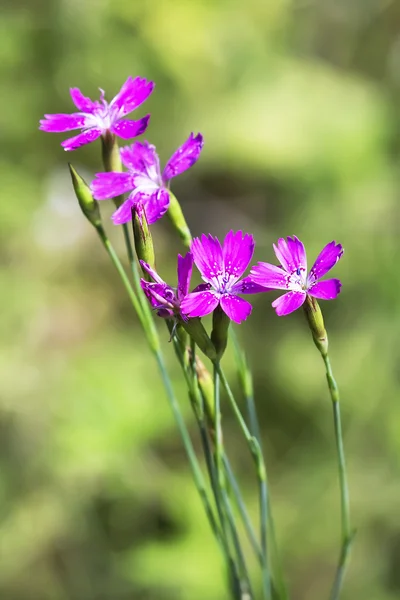 Fiore selvatico Dianthus deltoides (Lat. Dianthus deltoides L ) — Foto Stock