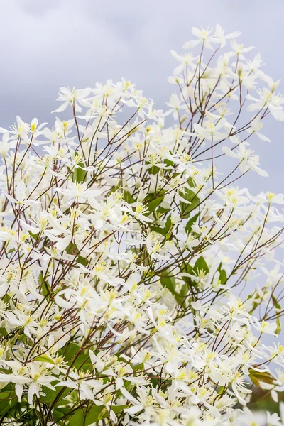 Paniculata iszalag (Clematis csörgőfa) — Stock Fotó