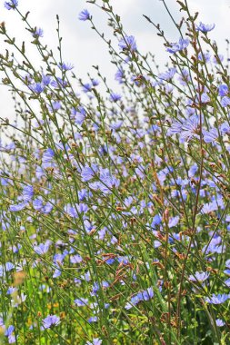 Ortak hindiba (Cichorium). Çiçekli bitki