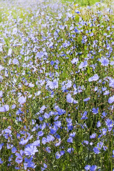 Achicoria común (Cichorium). Planta con flores — Foto de Stock