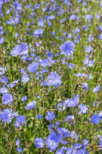Ortak hindiba (Cichorium). Çiçekli bitki
