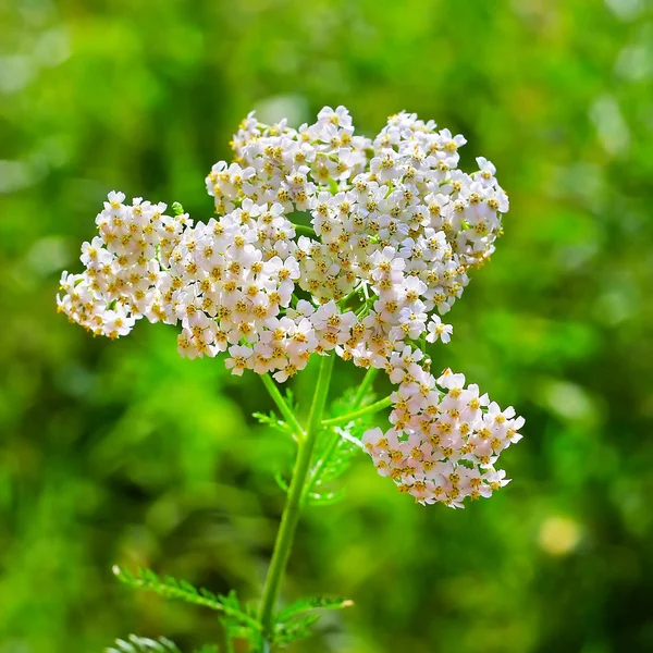 Medicinal plant Yarrow (Achillea millefolium) — Stock Photo, Image