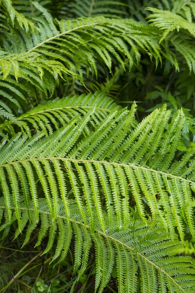 Páfrány Trusnik közös vagy fekete Sarana (Matteuccia-struthiopteris — Stock Fotó