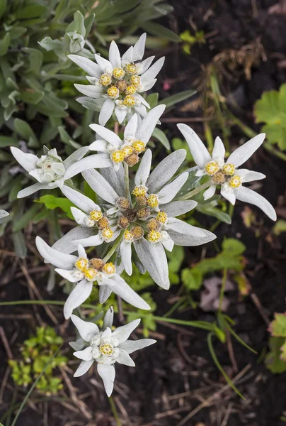 The plant Edelweiss ( Leontopodium ) — Stock Photo, Image