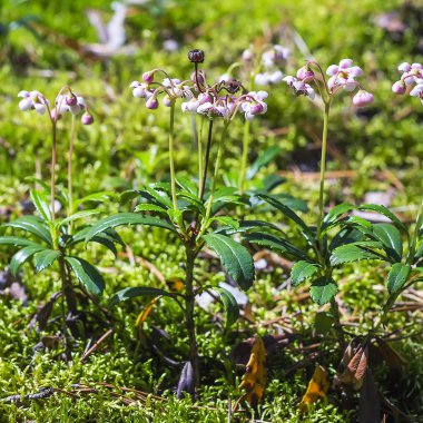 Yabani ot Wintergreen şemsiye (lat. Chimaphila umbellata). Bir orman glade çiçeklenme döneminde bitki