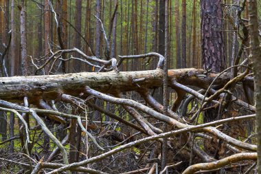 Çam (lat. Pinus sylvestris). Bir çam Sibirya orman içinde ölü düşmüş ağaç