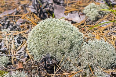 Cladonia orman (lat. Cladonia arbuscula). Bir orman glade liken