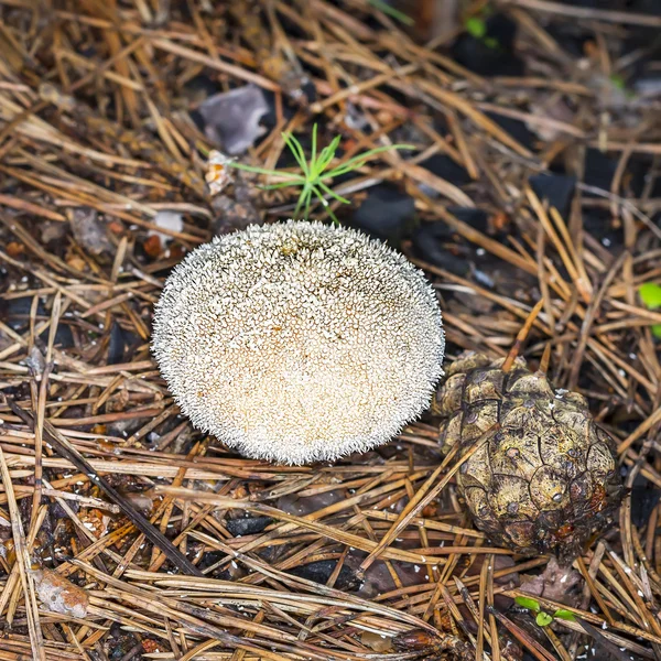 Regenmantel Regenmantel oder Stachelperle (lat. Lycoperdon perlatum) — Stockfoto