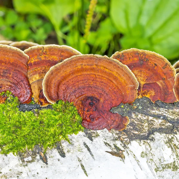 Lenzites birke (lat. Lenzites betulinus) — Stockfoto