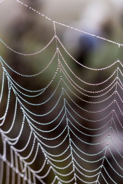 Sabah çiğ tanesinde örümcek ağı