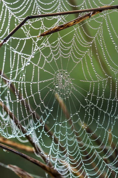 Spinnennetz Mit Morgentau Tropfen Nahaufnahme — Stockfoto