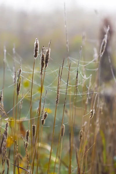Spider Web Drops Dew Grass Field Early Morning — Stock Photo, Image