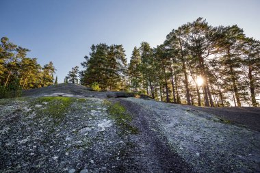 Nehrin kenarındaki kayalıklarda çam ormanı. Turochaksky bölgesi, Altai Cumhuriyeti, Batı Sibirya 'nın güneyi, Rusya