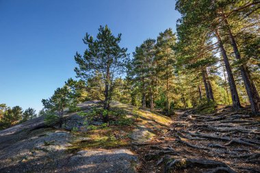 Nehrin kenarındaki kayalıklarda çam ormanı. Turochaksky bölgesi, Altai Cumhuriyeti, Batı Sibirya 'nın güneyi, Rusya