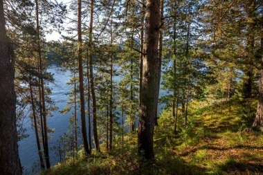Nehrin kenarındaki kayalıklarda çam ormanı. Turochaksky bölgesi, Altai Cumhuriyeti, Batı Sibirya 'nın güneyi, Rusya