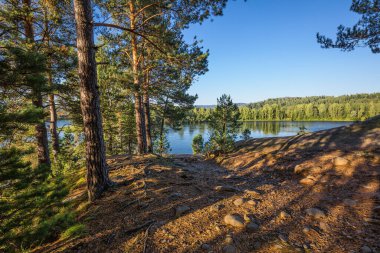 Nehrin kenarındaki kayalıklarda çam ormanı. Turochaksky bölgesi, Altai Cumhuriyeti, Batı Sibirya 'nın güneyi, Rusya