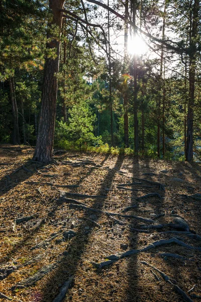 Δάσος Πεύκου Ένα Πέτρινο Περβάζι Κοντά Στο Ποτάμι Περιφέρεια Turochaksky — Φωτογραφία Αρχείου