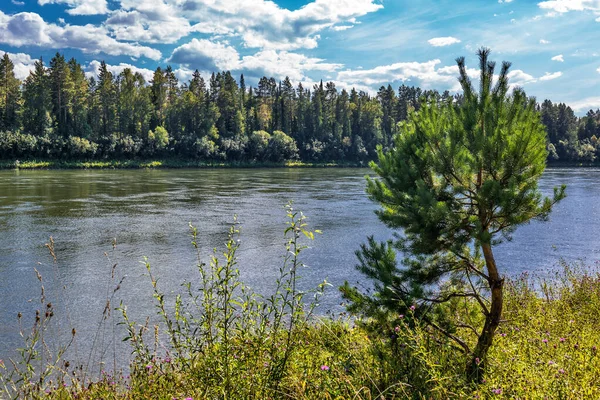 Râul Biya Este Înconjurat Taiga Siberiană Districtul Turochaksky Republica Altai — Fotografie, imagine de stoc