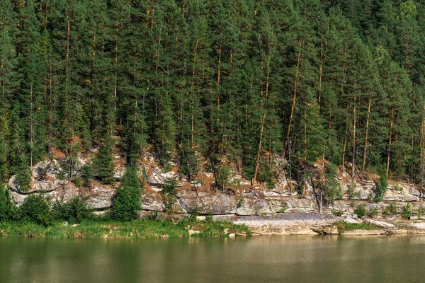 River Called Swan Surrounded Pine Siberian Taiga Turochaksky District Altai — Stock Photo, Image