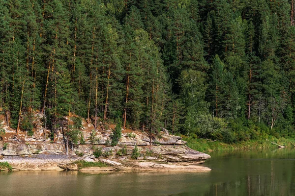 Rio Chamado Cisne Cercado Pelo Pinheiro Taiga Siberiana Distrito Turochaksky — Fotografia de Stock