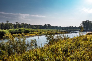 Nehirli yaz manzarası. Berd Nehri, Iskitimsky Bölgesi, Novosibirsk Oblastı, Batı Sibirya, Rusya